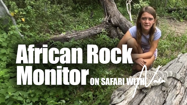 On Safari with Nala - African Rock Monitor
