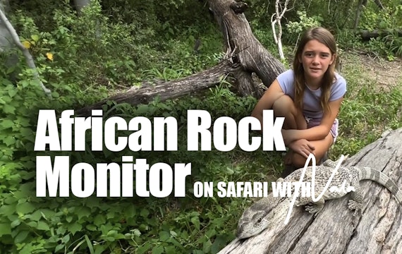On Safari with Nala - African Rock Monitor