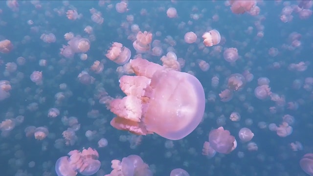 Jellyfish bloom