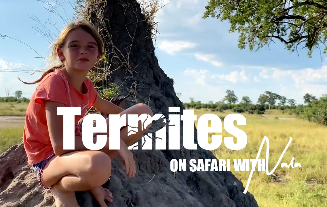 On Safari with Nala - Termites