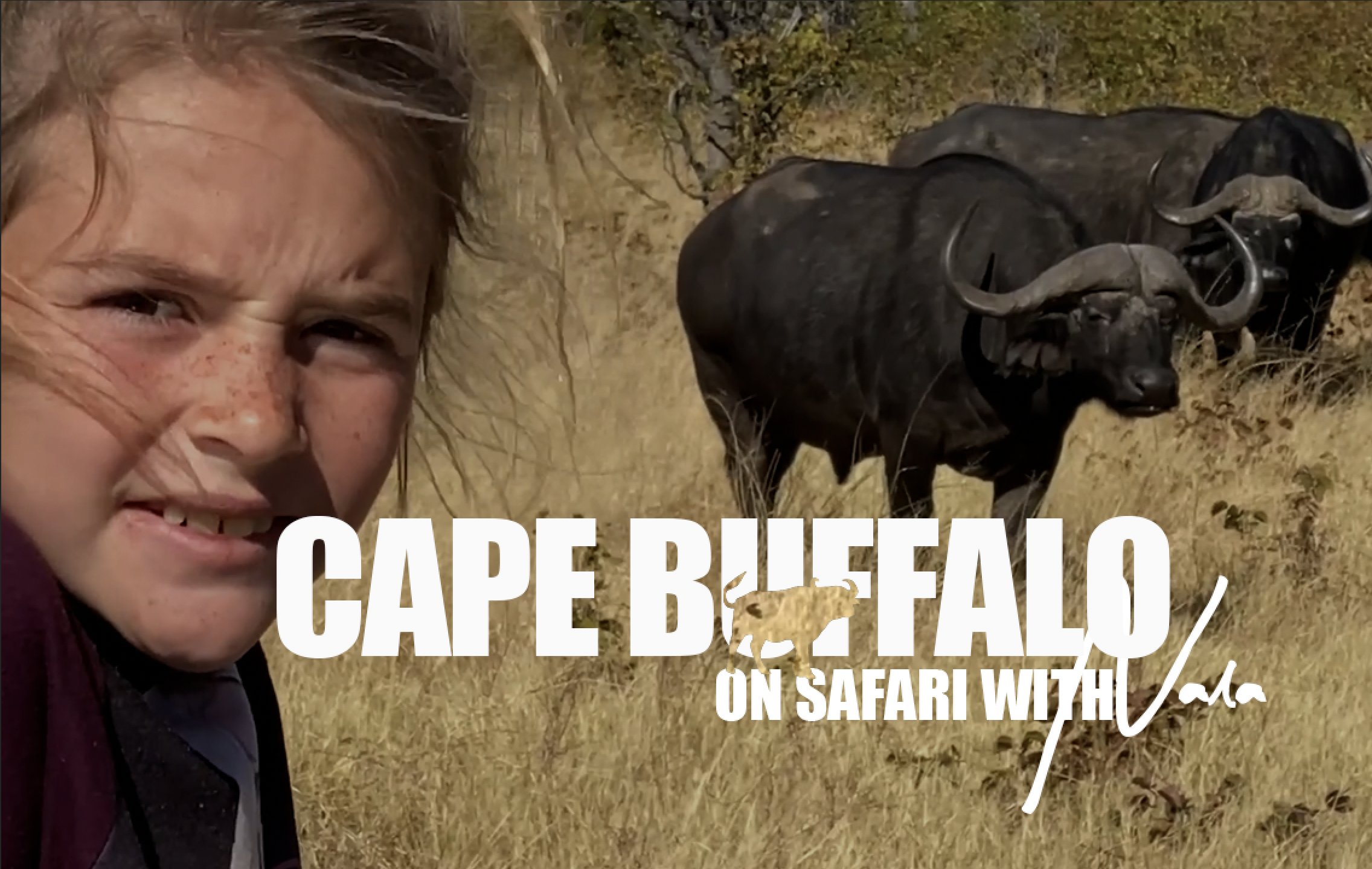 On Safari with Nala - Cape Buffalo