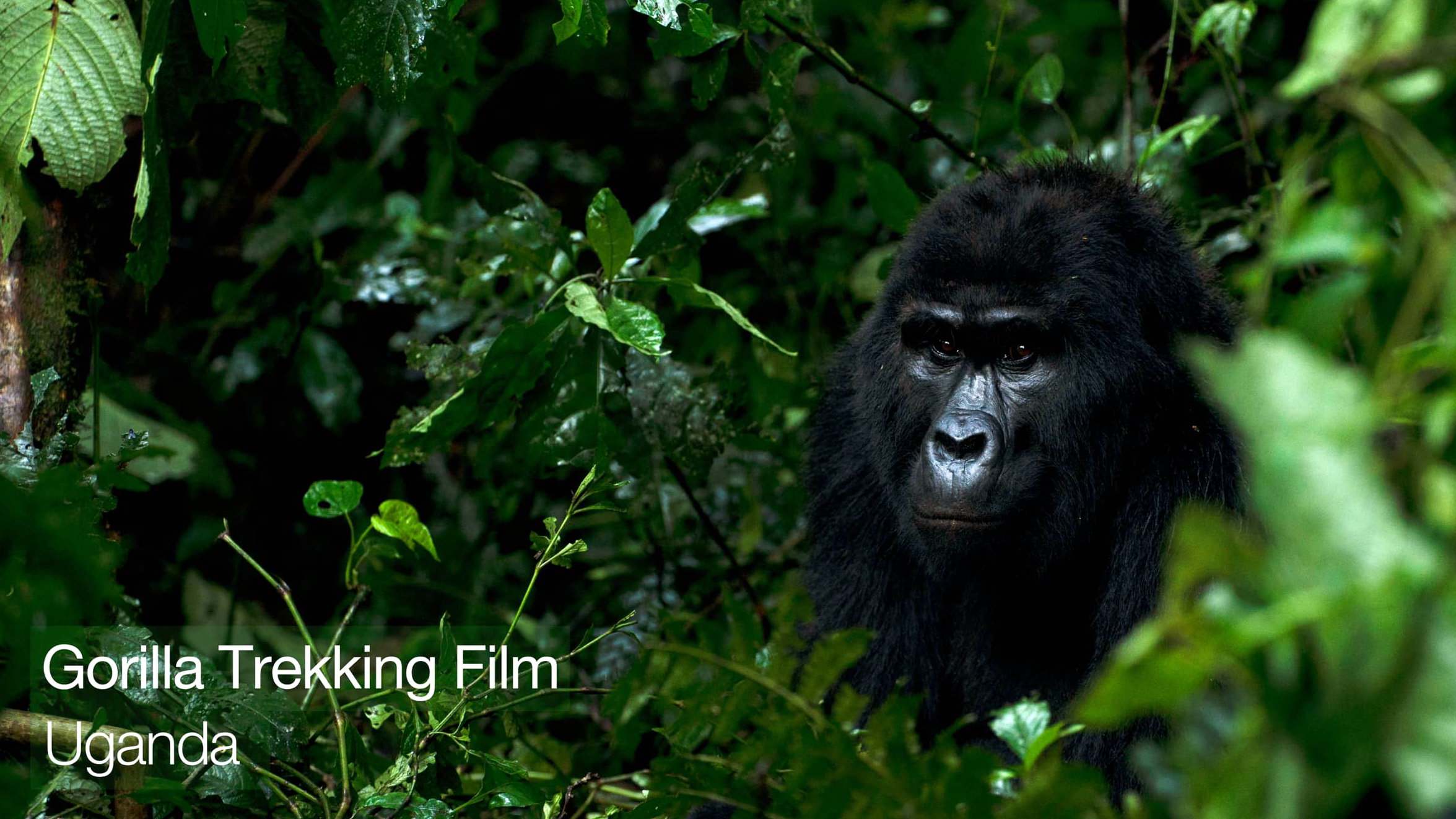 Keeping Bwindi's Gorillas Covid Safe - Ecoflix | Empowering Change