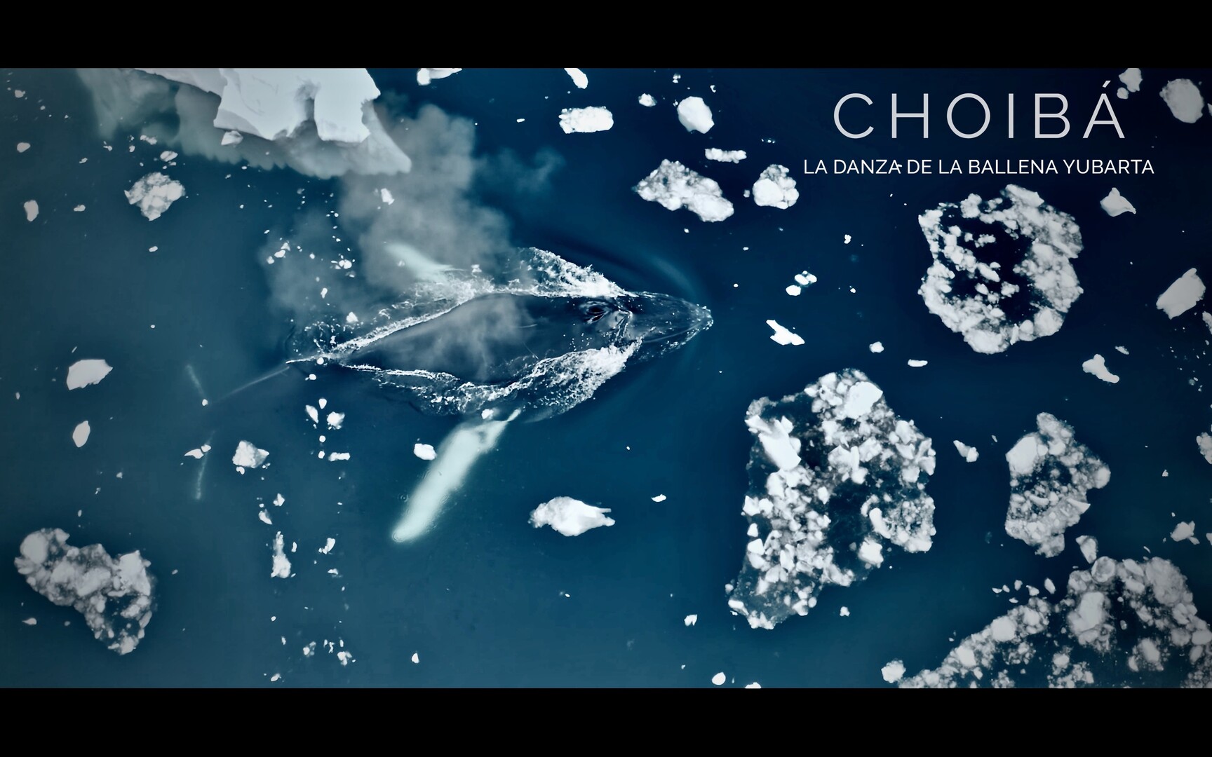 Choibá: The Dance of the Humpback Whale WCFF 2025 Trailer