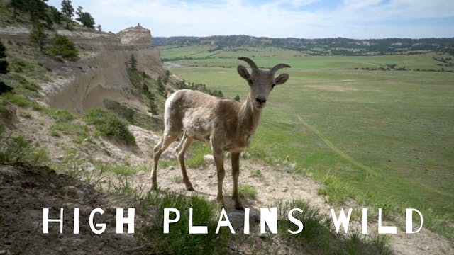 High Plains Wild - John Liu