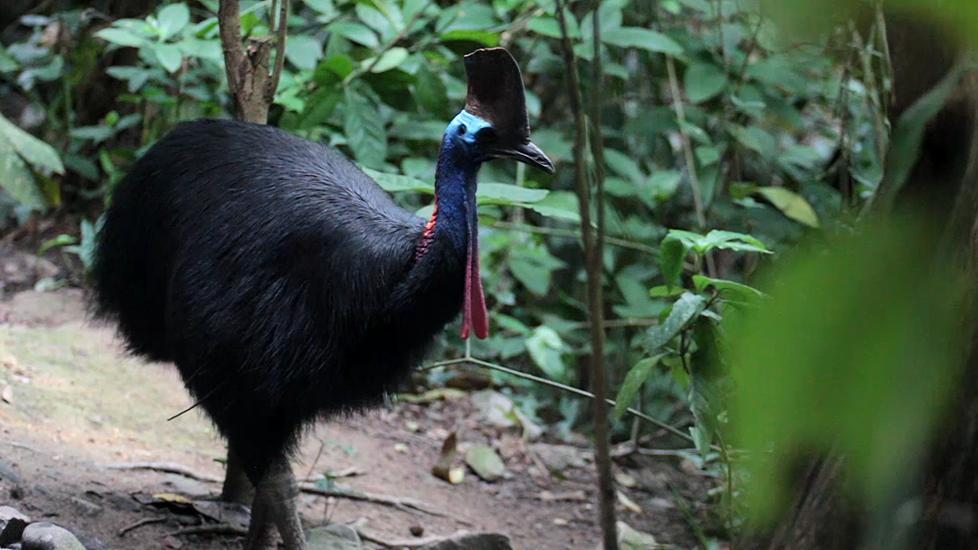 Wet Tropics - Sue Gregory