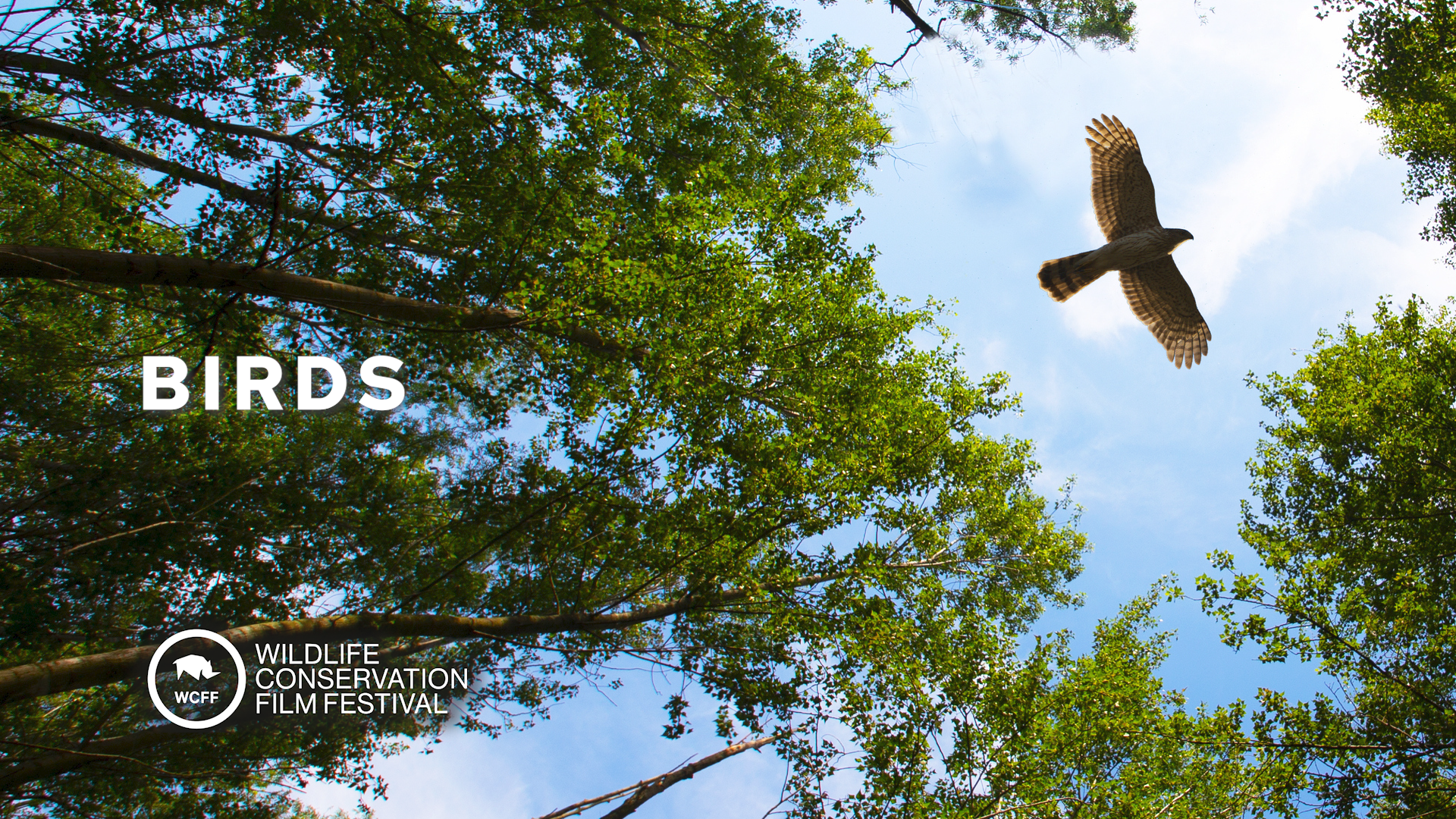Birds WCFF2023