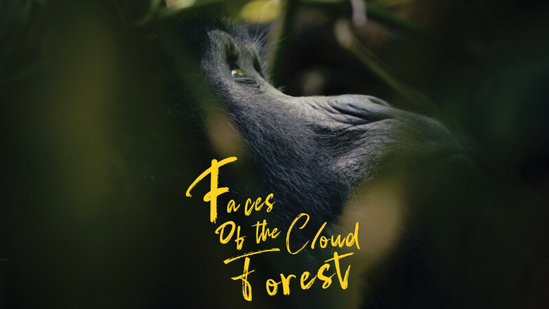Faces of the Cloud Forest