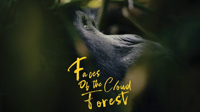 Faces of the Cloud Forest 