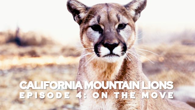 California Mountain Lions Episode 4