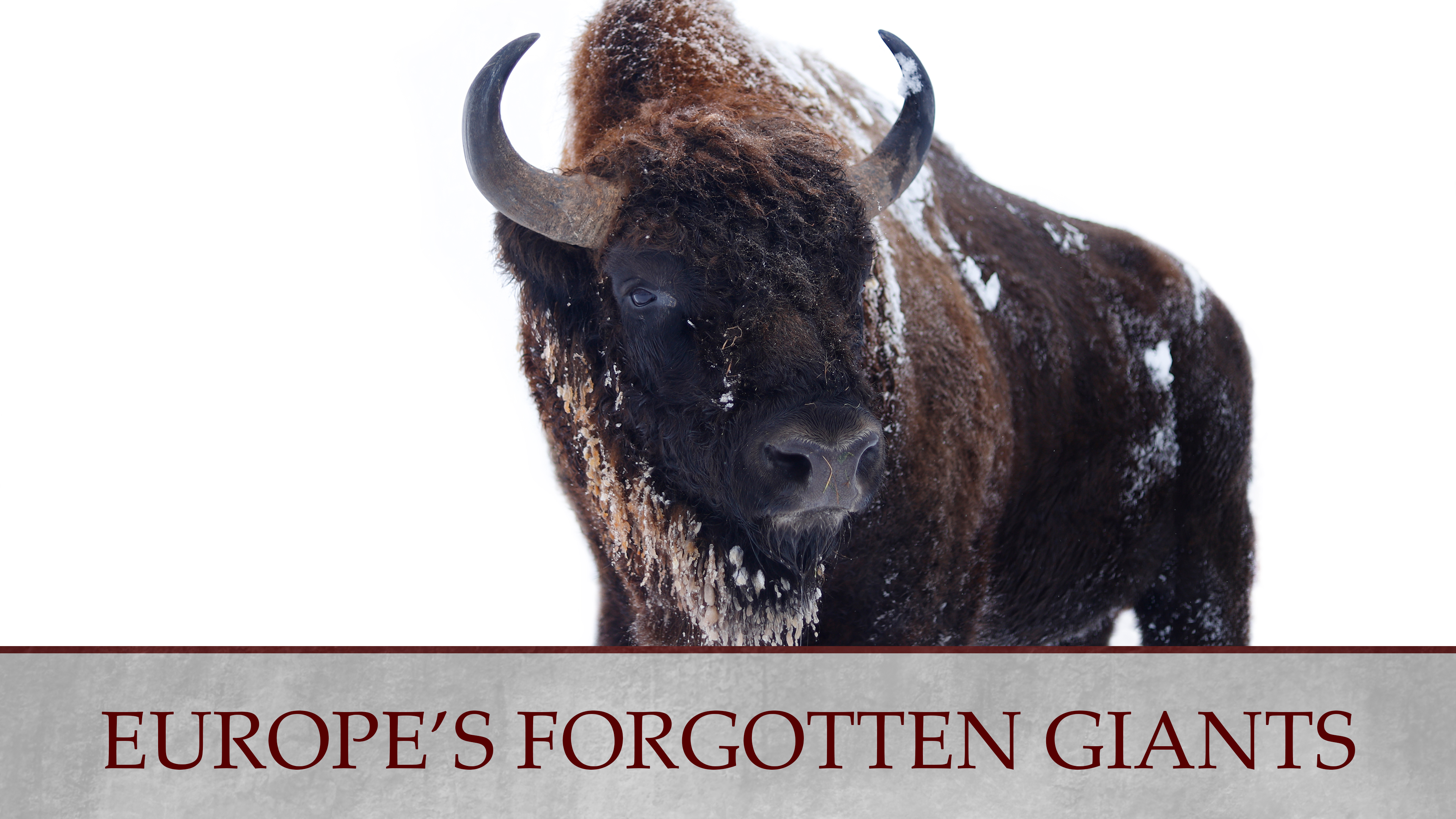 Europes Forgotten Giants WCFF 2025