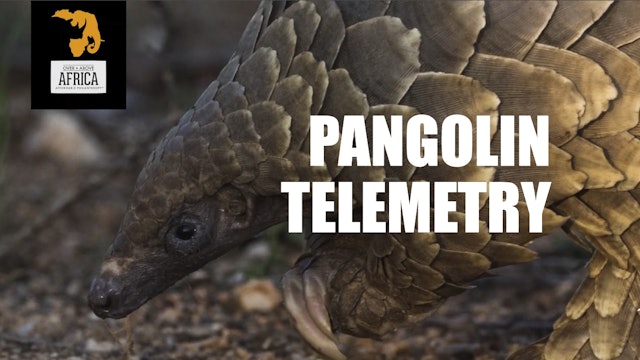 Over and Above Africa: Pangolin Telemetry