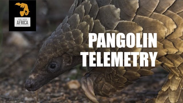 Over and Above Africa: Pangolin Telem...