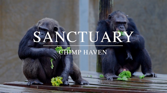 Sanctuary - Chimp Haven