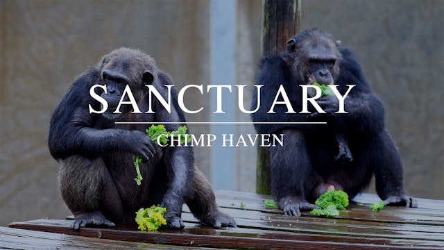 Sanctuary - Chimp Haven