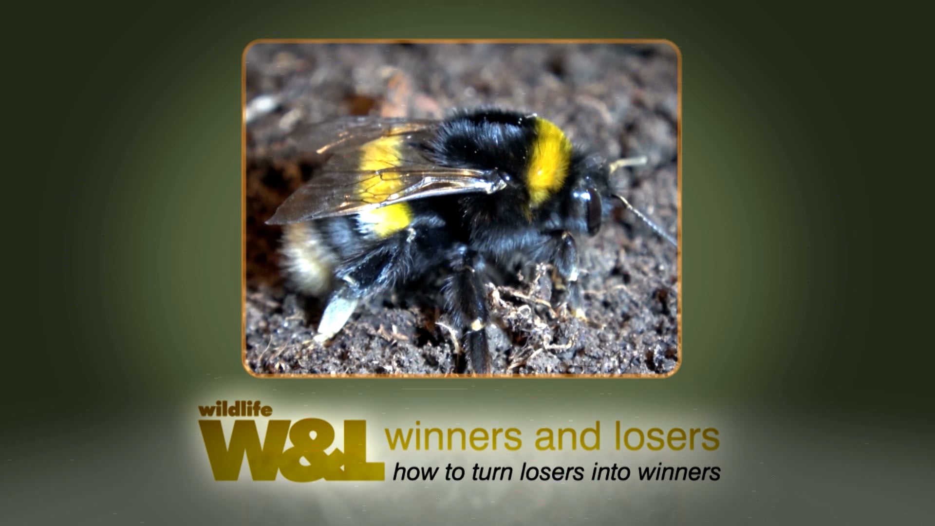 The Humble Bumblebee - Why it's Amazing!