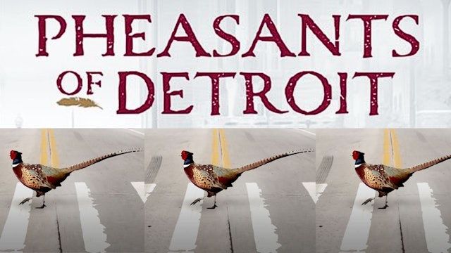 Pheasants Of Detroit 