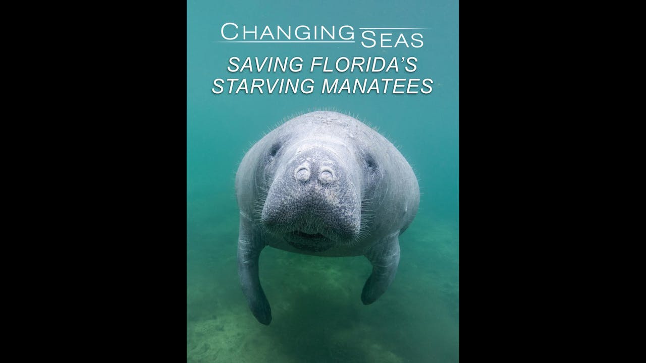 Saving Floridas Starving Manatees Teaser WCFF2023 - Coming Soon: WCFF