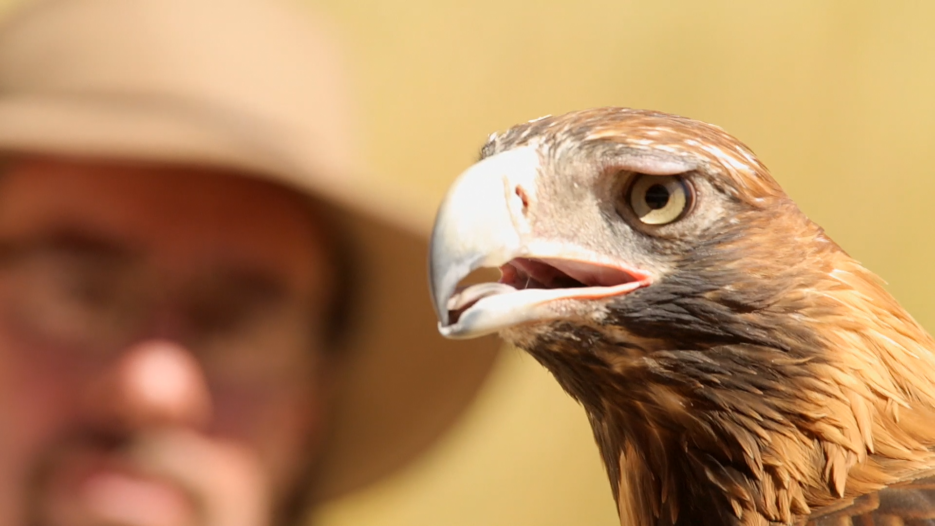 Red Centre - Anthony Molyneux