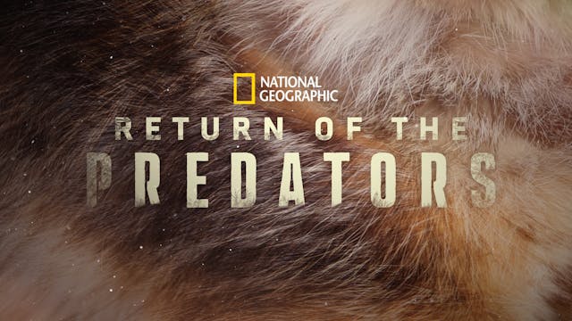 Return Of The Predators WCFF 2025