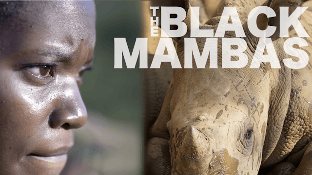 The Black Mambas