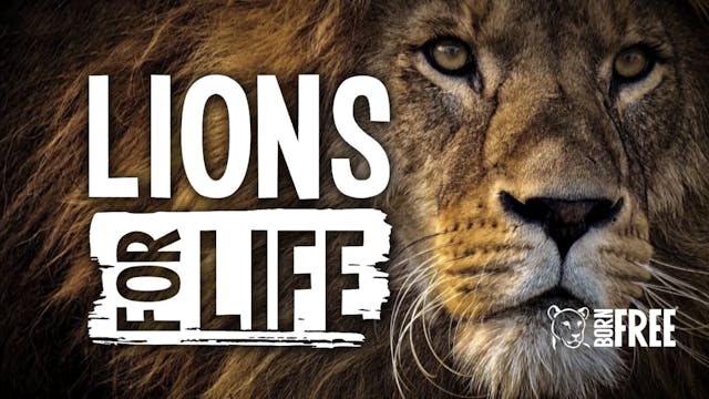 Born Free - Lions for Life  
