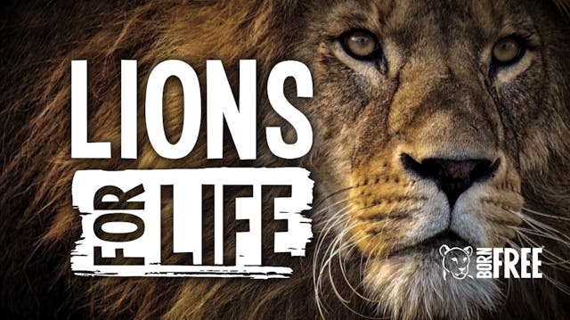 Born Free - Lions for Life