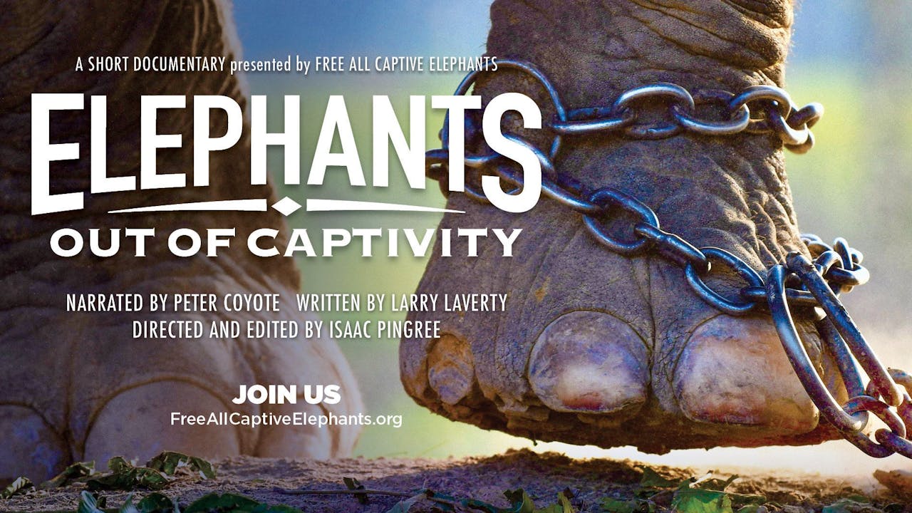 Elephants Out Of Captivity  - Ecoflix | Empowering Change