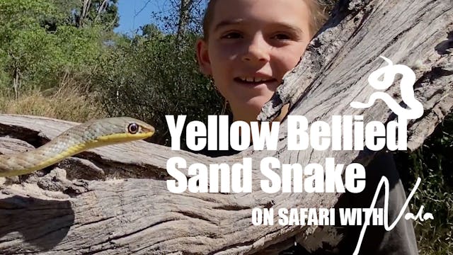 On Safari With Nala - Yellow Bellied ...