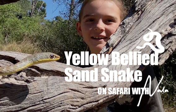 On Safari With Nala - Yellow Bellied Sand Snake