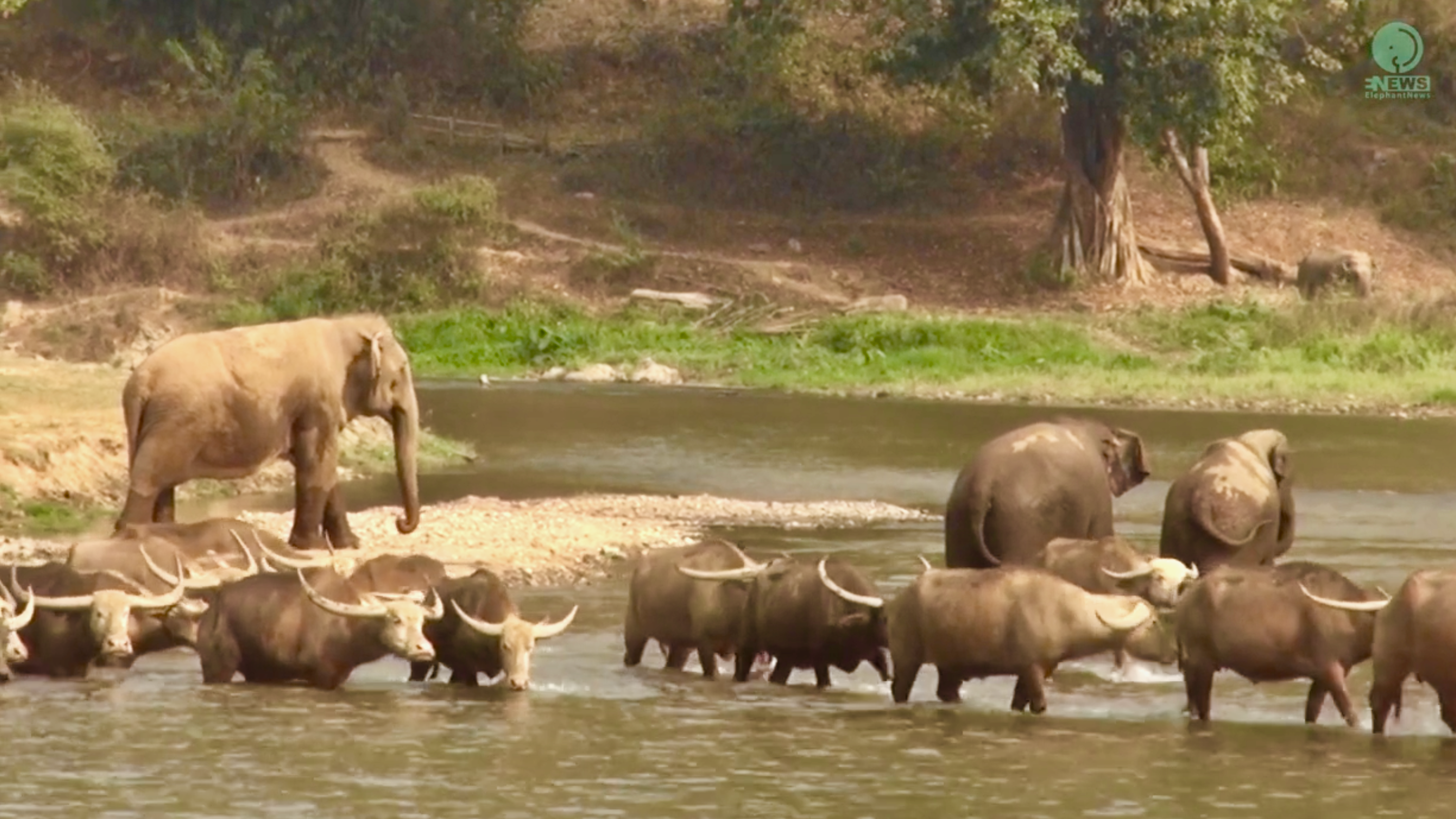 Elephants play in the river crossing 