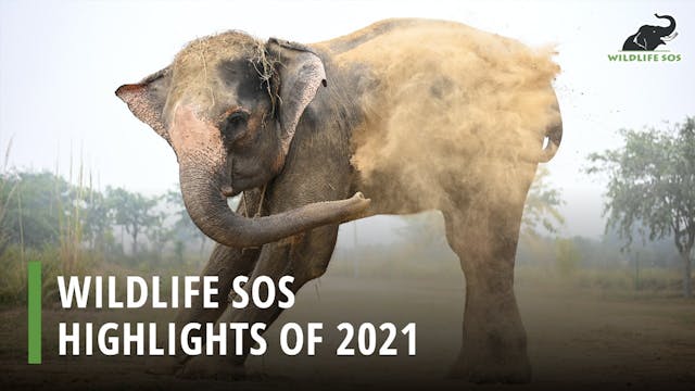 Wildlife SOS: Highlights of 2021