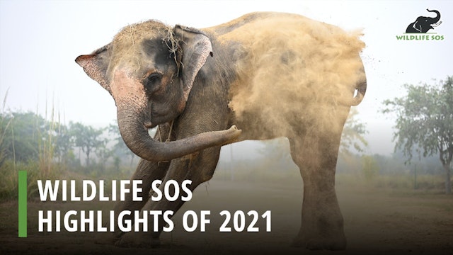Wildlife SOS: Highlights of 2021