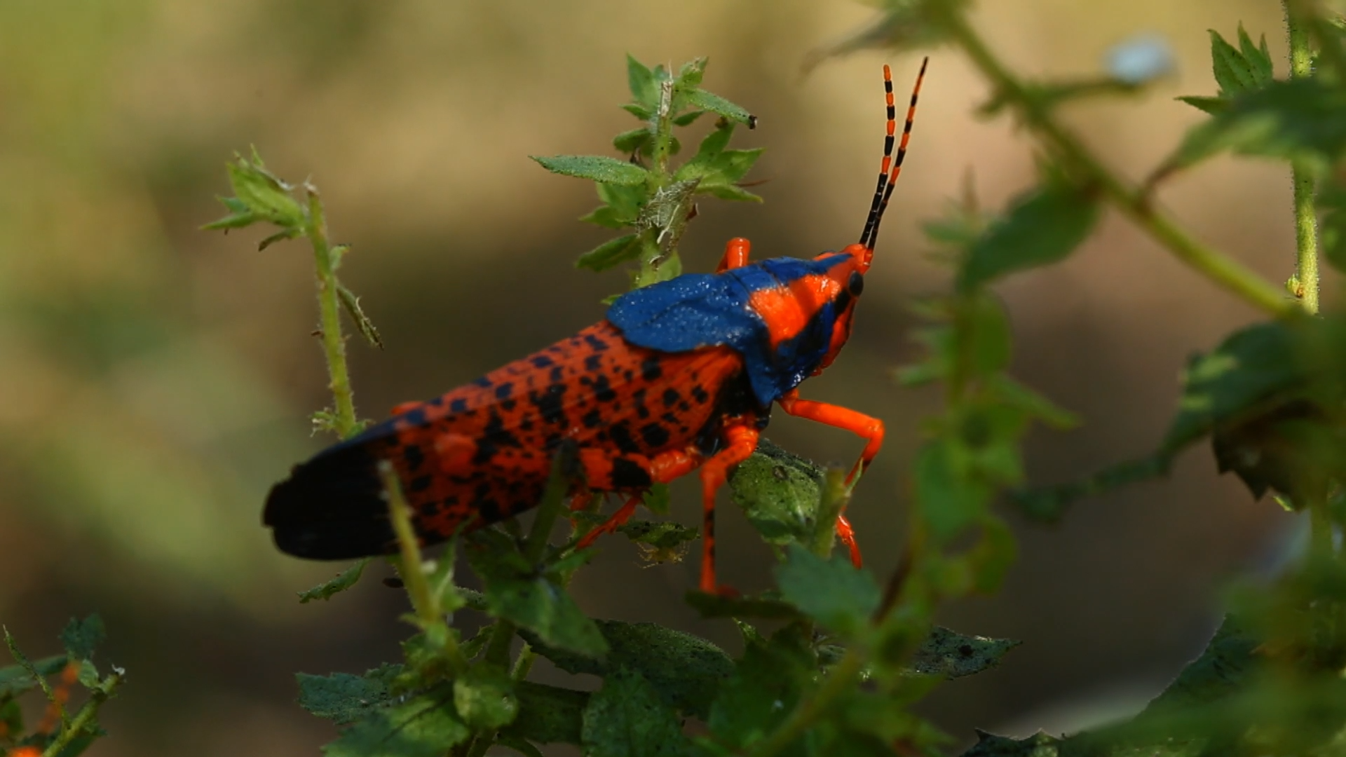 Timeless North - Max Davidson