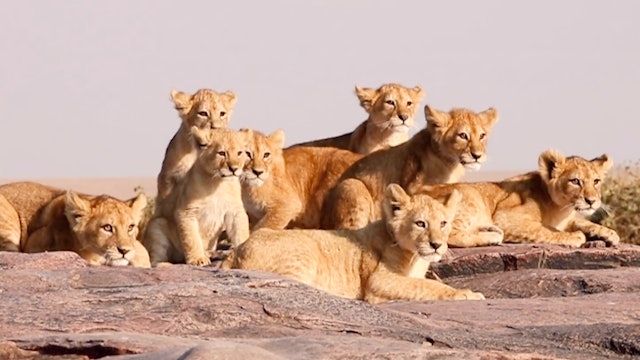Lara visits the Serengeti - Lions