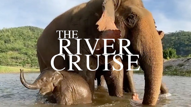 Baby elephant's first trip to the river