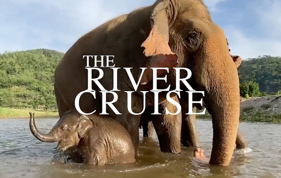 Baby elephant's first trip to the river