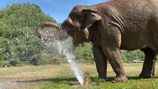 Elephant plays in water spray