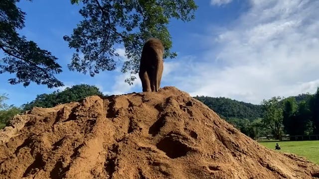 Baby elephant playing on sand pile