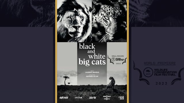 Black And White Big Cats (Félins Noir sur Blanc)