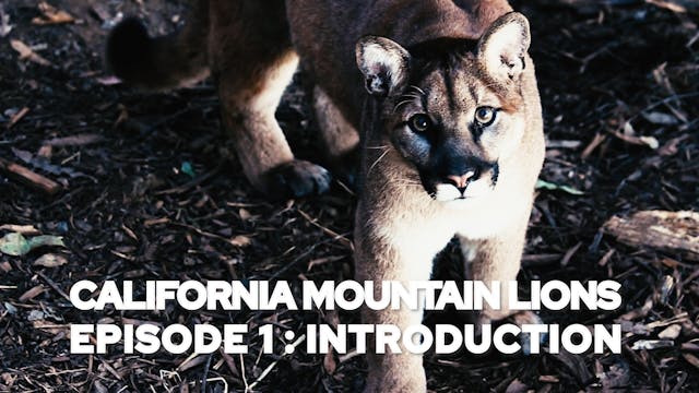 California Mountain Lions Episode 1