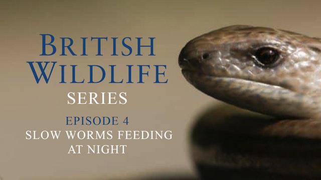 British Wildlife Series - Episode 4 - Slow Worms Feeding At Night