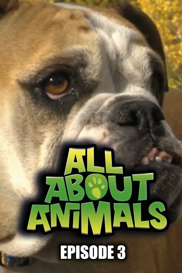 All About Animals - Series 1 - Episode 3