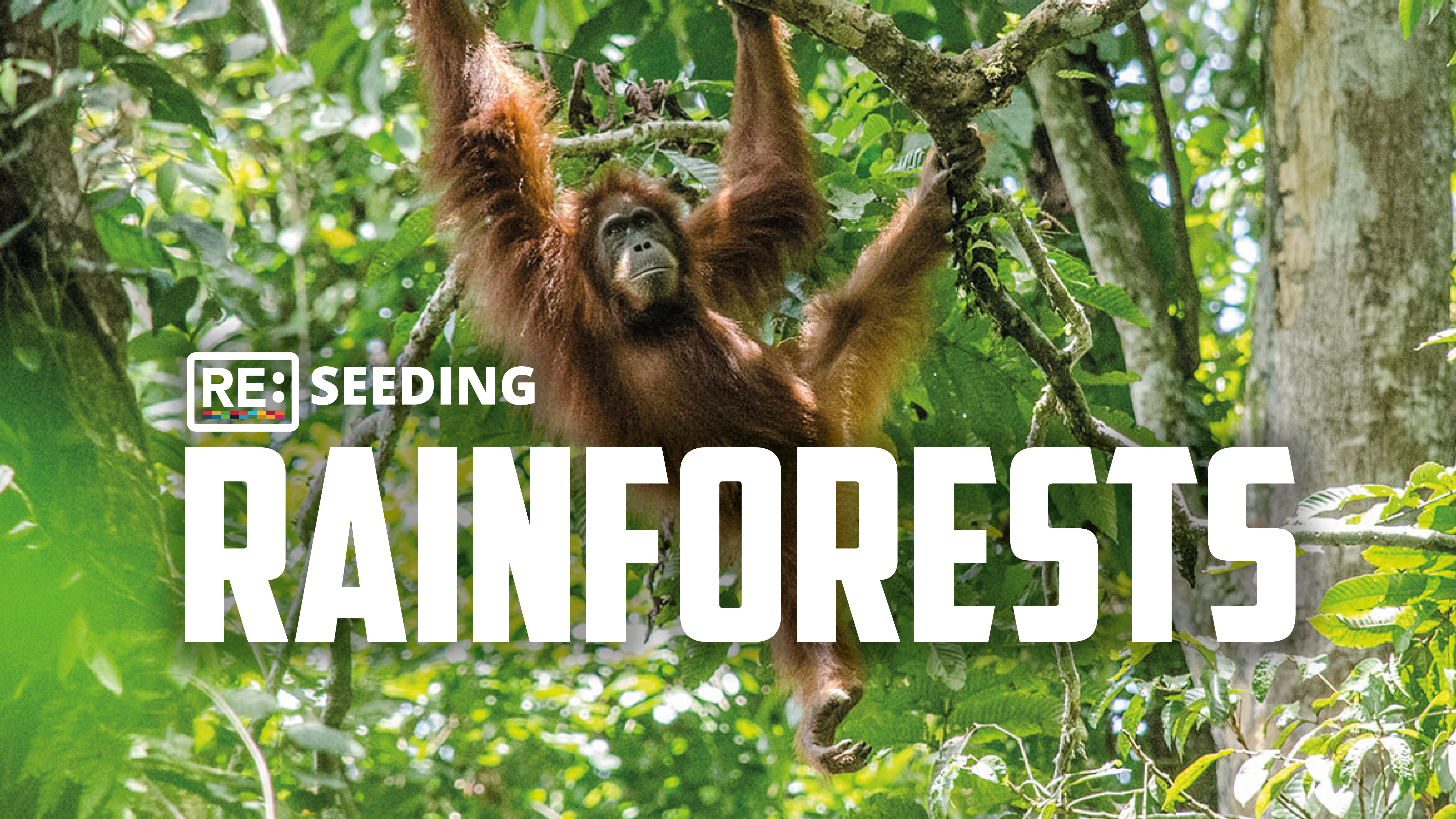 Reseeding Rainforests