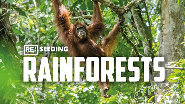 Reseeding Rainforests