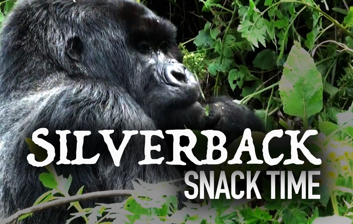 Mountain Gorilla has snack