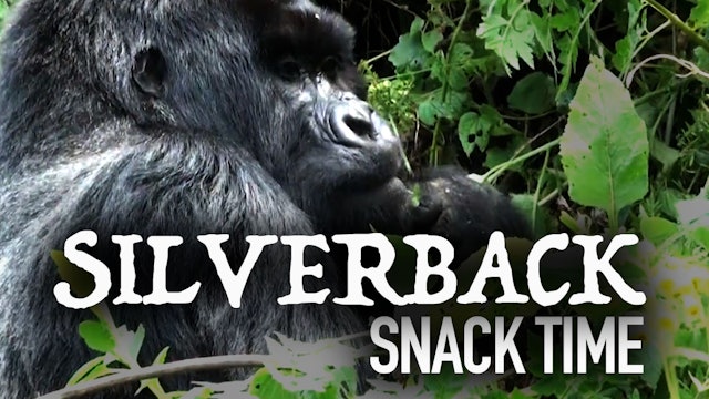 Mountain Gorilla has snack