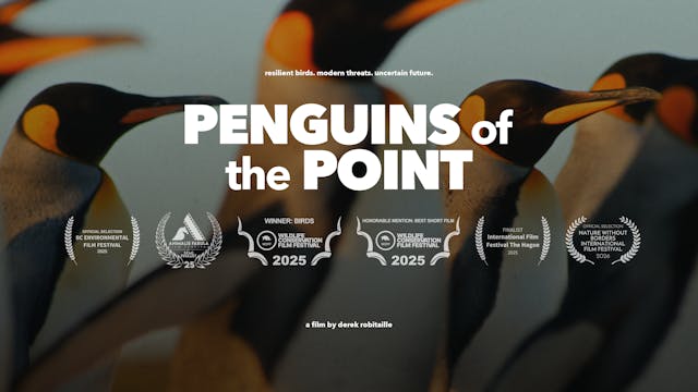Penguins Of The Point WCFF 2025 Teaser