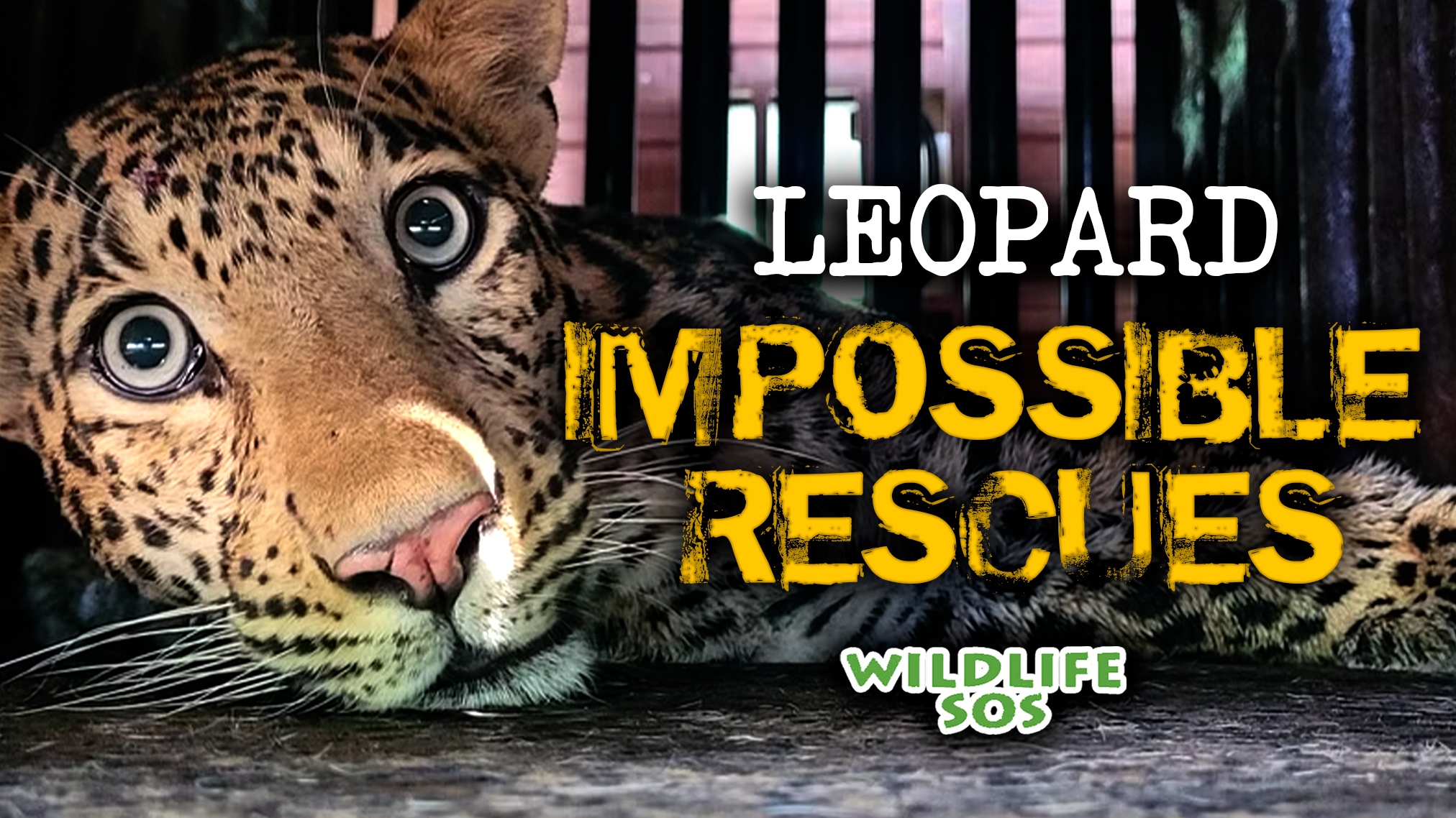 Leopard: Impossible Rescues