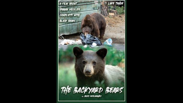The Backyard Bears Teaser WCFF2023