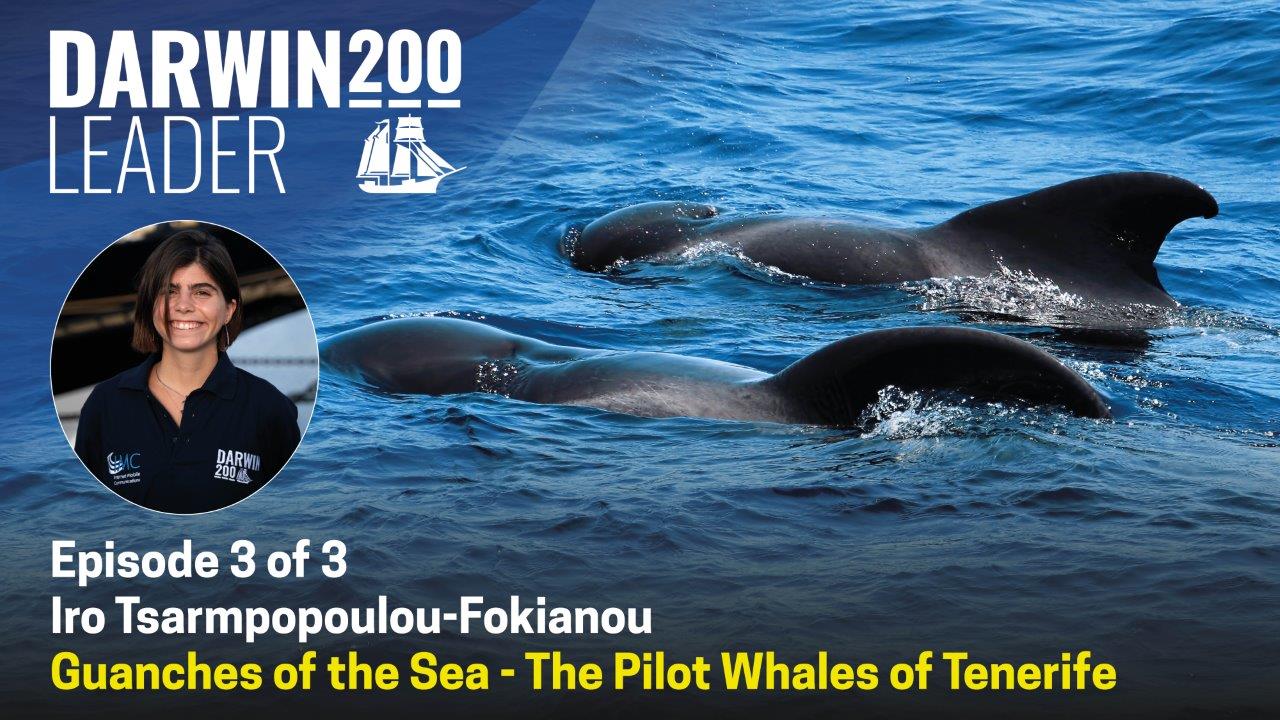 DARWIN 200 - Guanches of the sea - The Pilot Whale - Episode 3